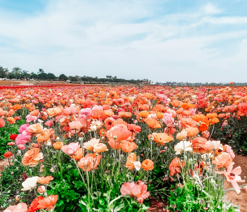 Carlsbad flower fields