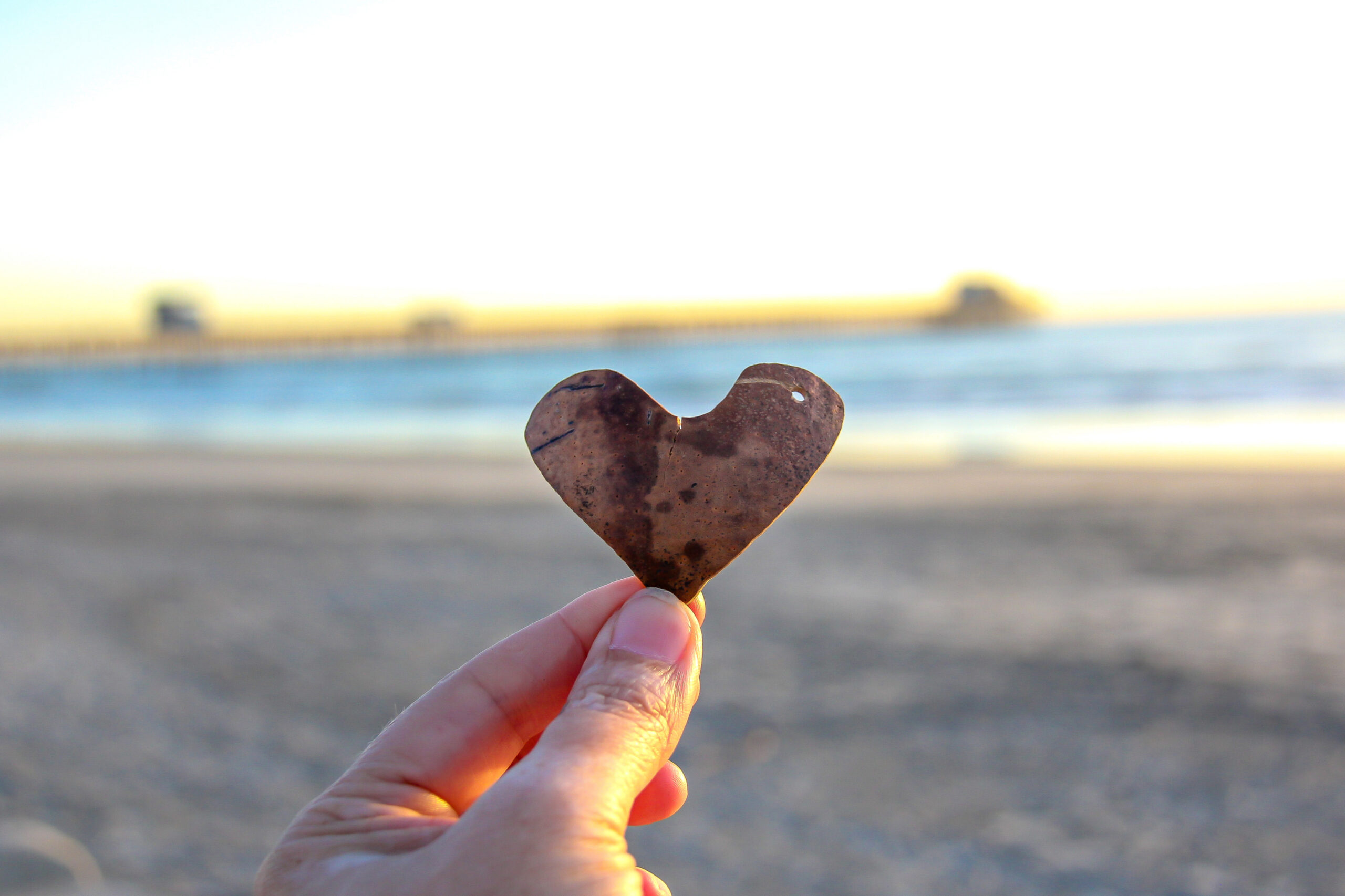 Ocean Beach Seashell
